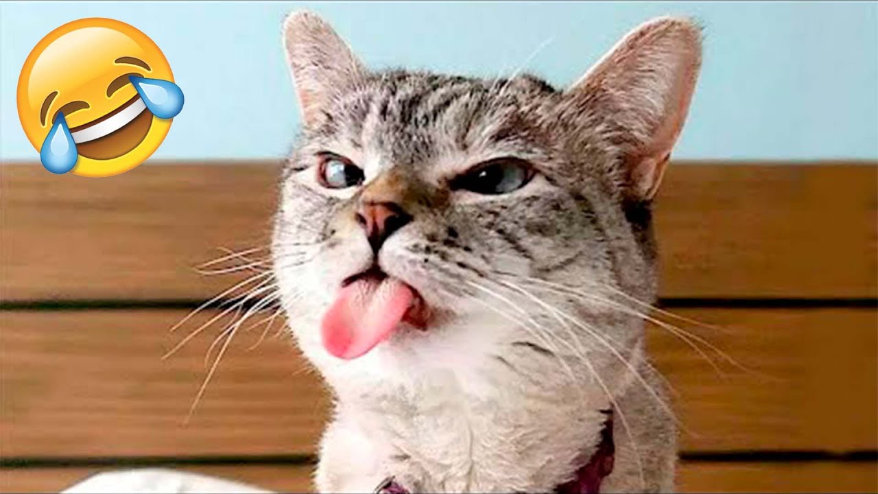 Best Funniest Animal Videos of 2022 - Cute Cats