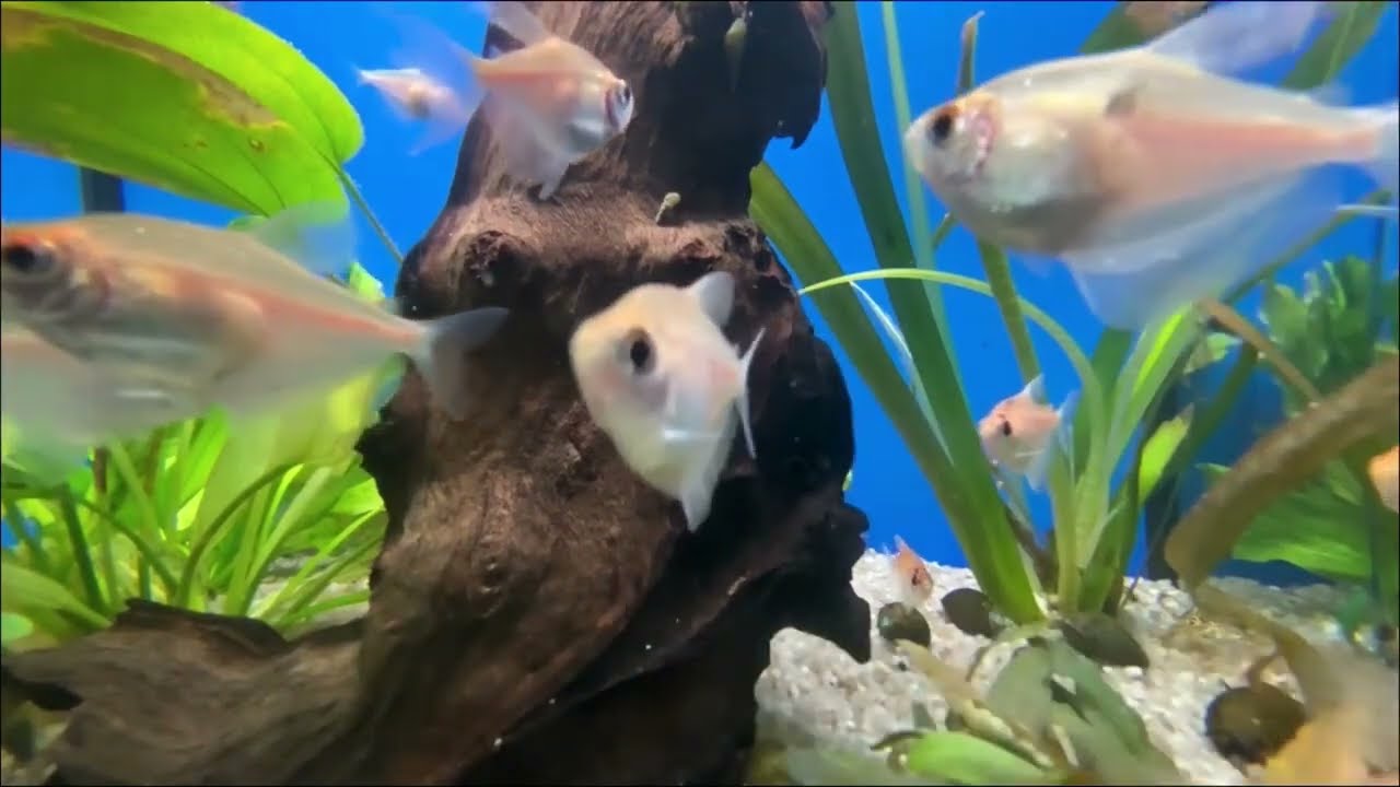 Aquarium fish for relaxation.
