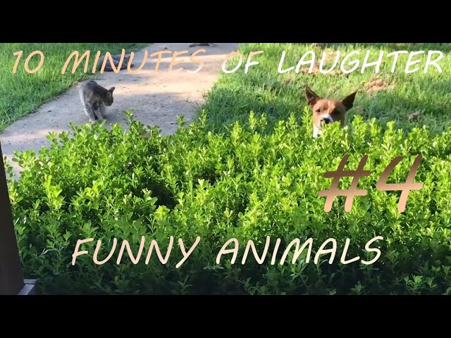 FUNNY ANIMALS 10 MINUTES OF LAUGHTER #4