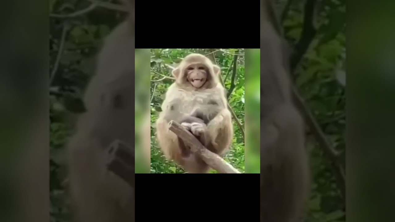 funny videos animals