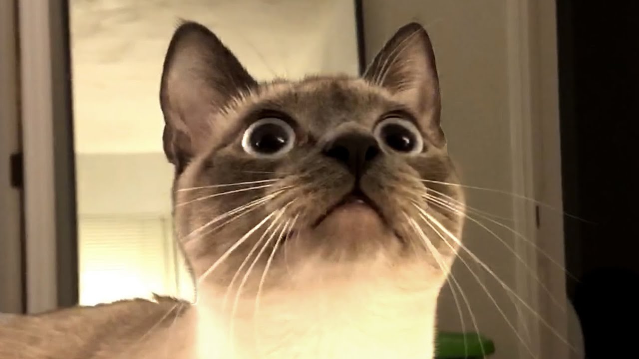 The Best Cute and Funny Cat Videos This Week! 