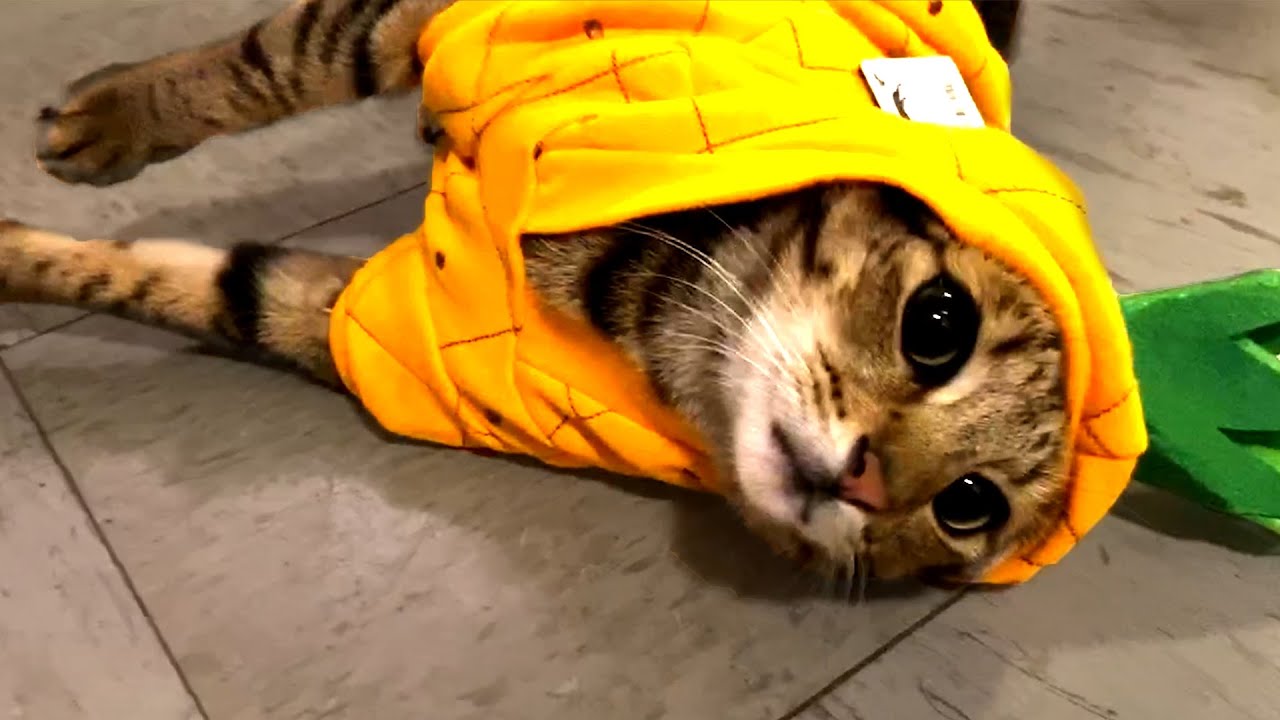 Must Watch Cat Videos! Cute and Funny Cats 