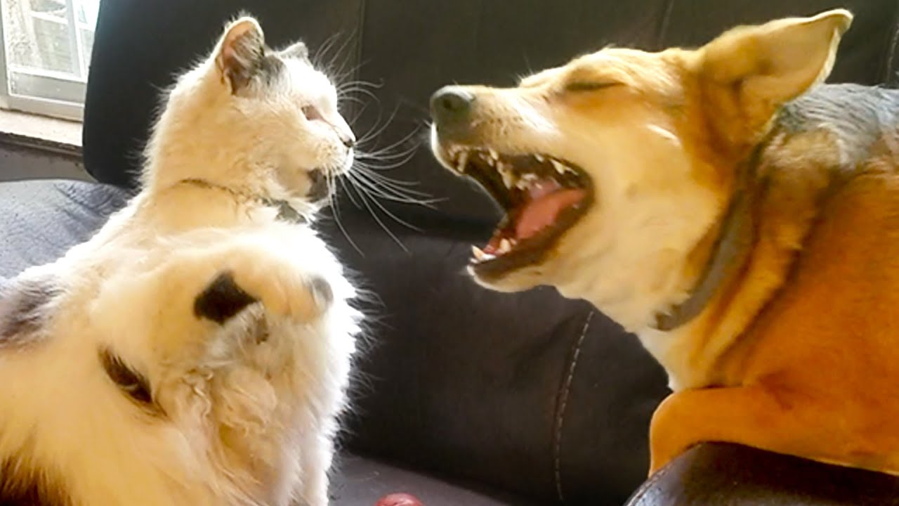 Cats and Dogs! Cute and Funny Videos