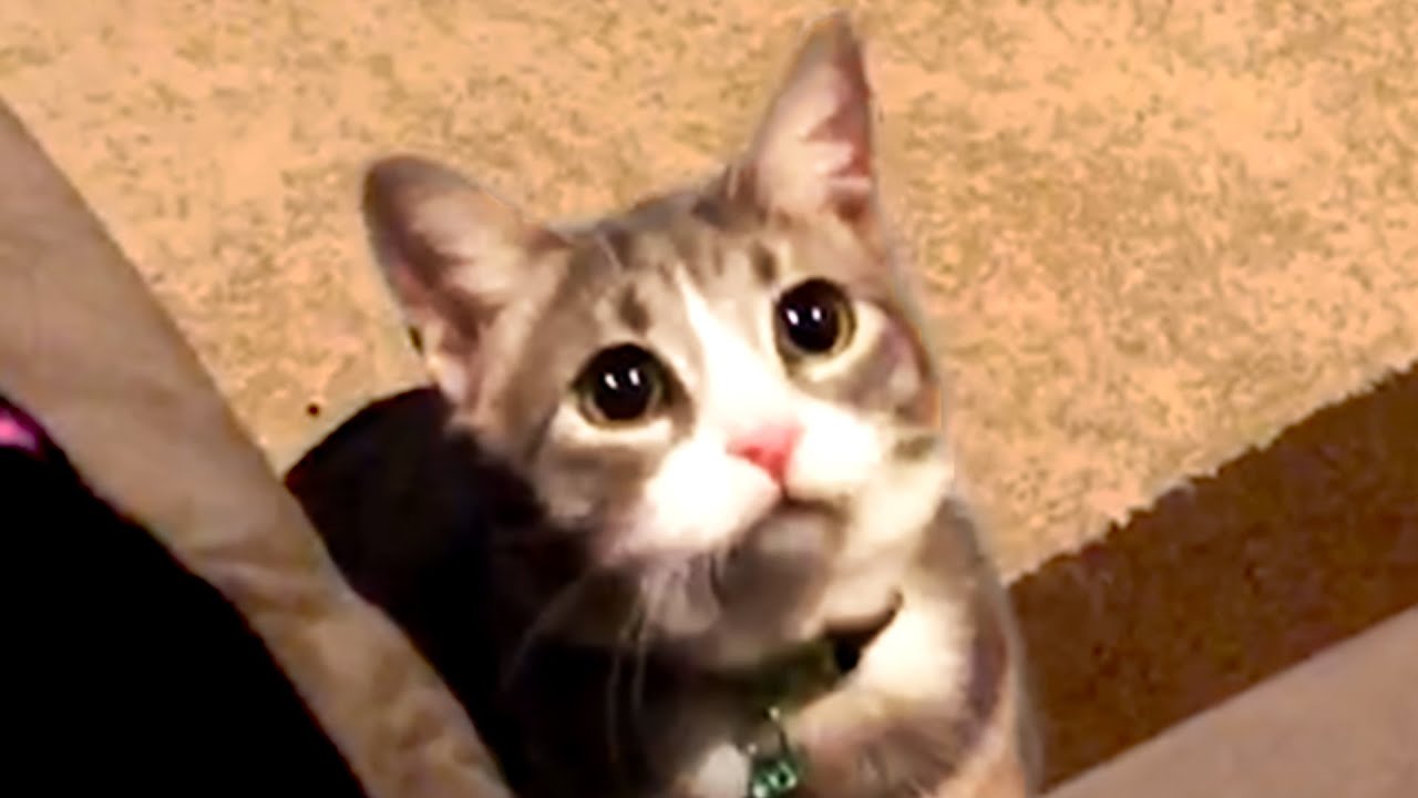 Cat Videos To Make Your Day! Cute and Funny Cats