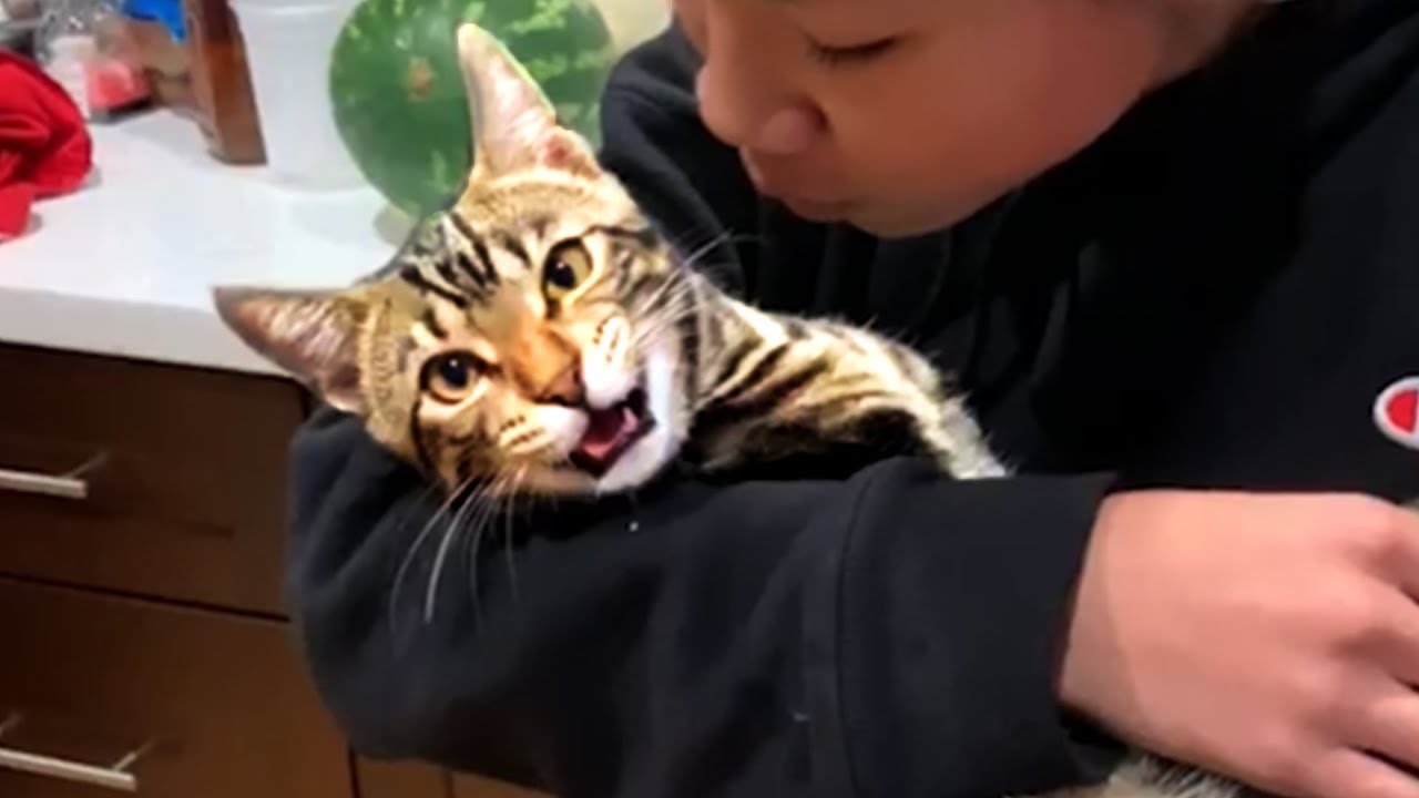 Funny Cat Videos to Make Your Weekend!! 