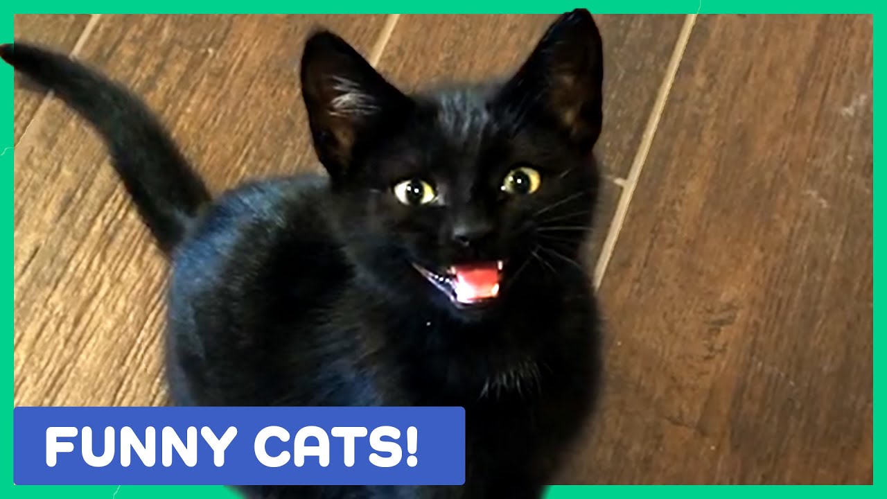 FUNNY CAT VIDEOS TO MAKE YOU LAUGH! | Cute and Funny Cats