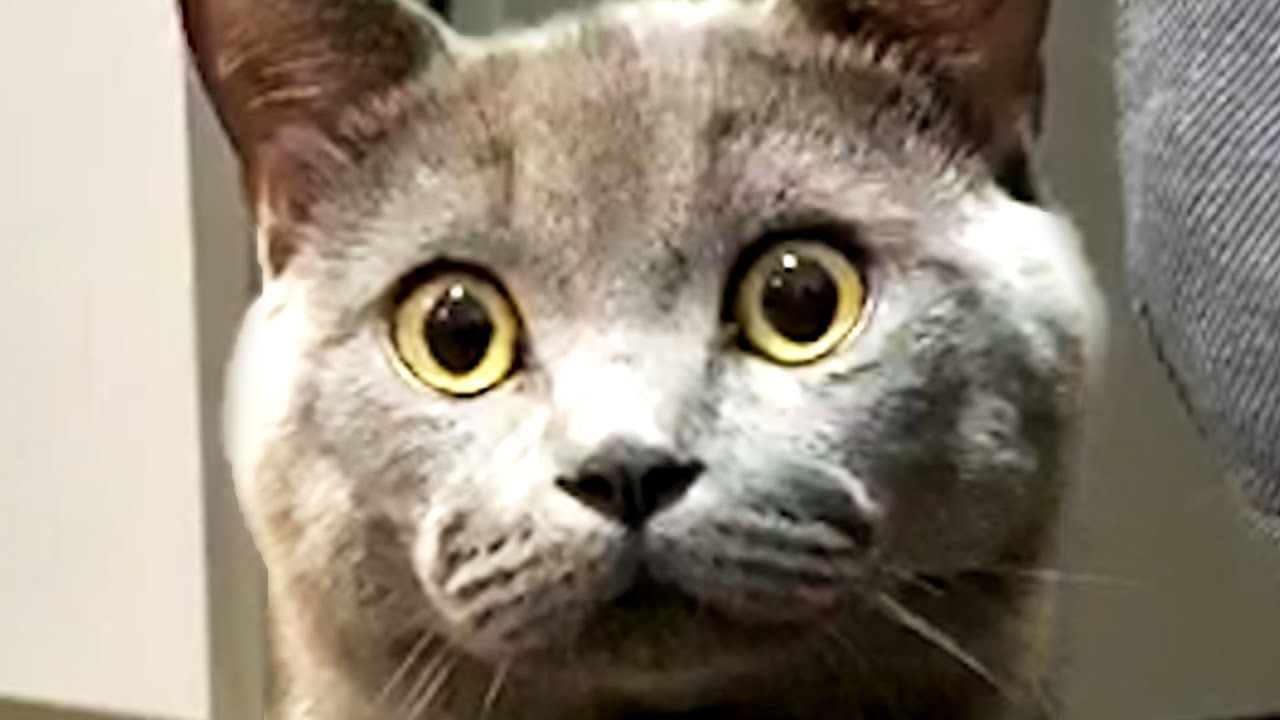 The Best Cute and Funny Cat Videos to Start August 2020!