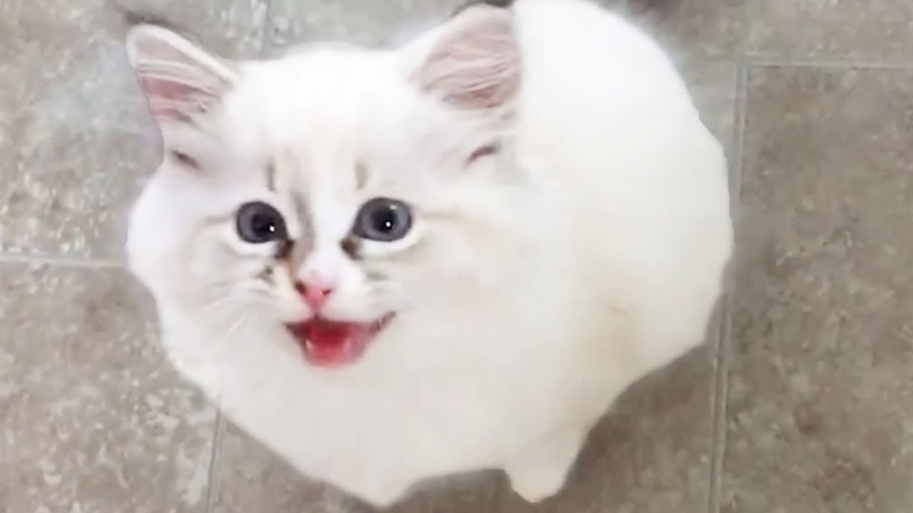 WATCH THIS CAT JUMP AT THE CAMERA! 