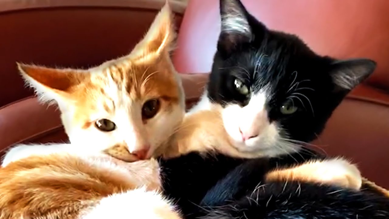 Must Watch Cat Videos! Cute and Funny Cats 