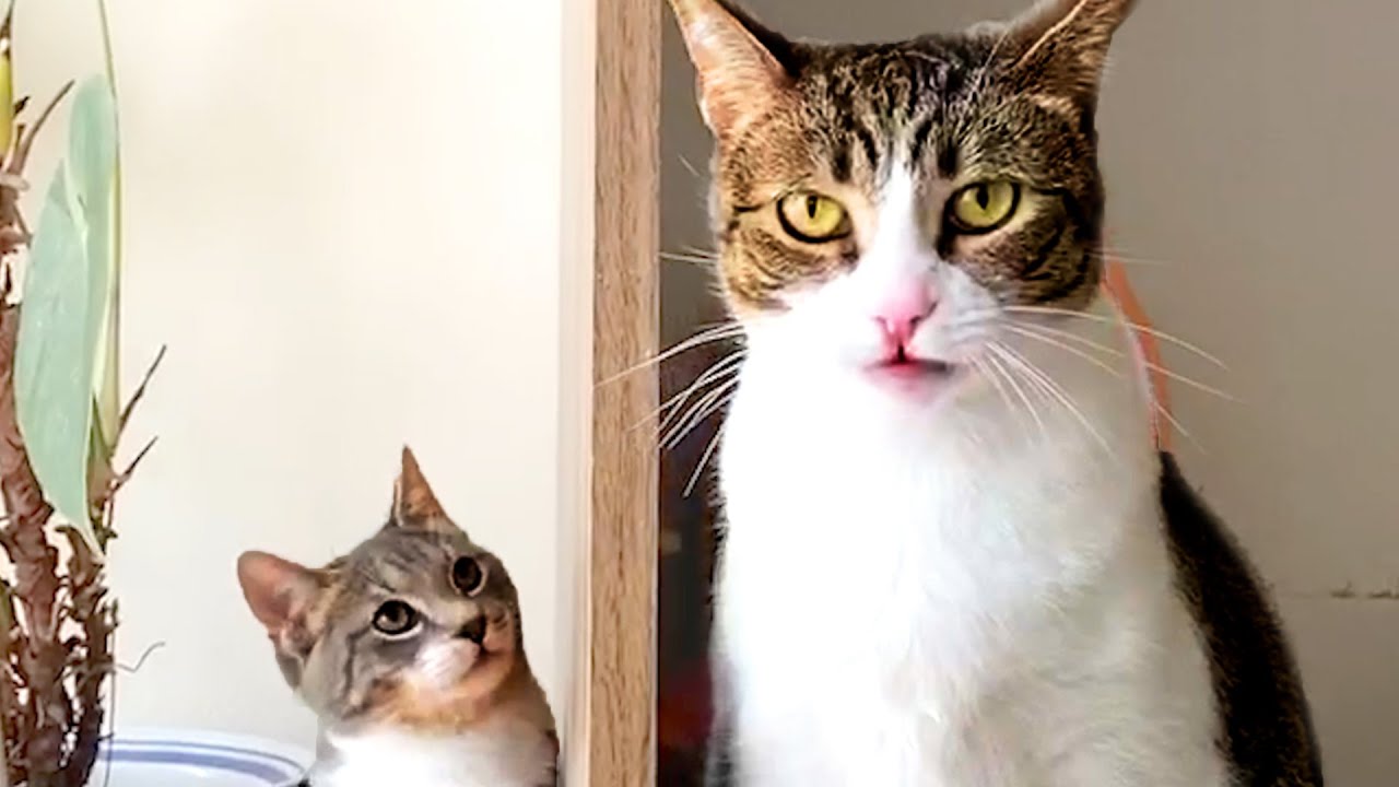 CAT VIDEOS TO START YOUR SEPTEMBER! Cute and Funny Cats 