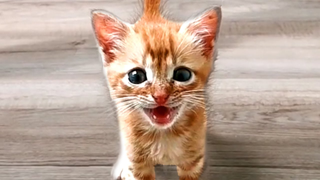 BEST CAT VIDEOS OF THE WEEK! Funny and Cute Cat Videos