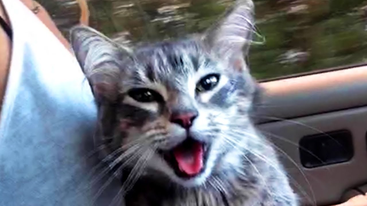 Cute and Funny Cat Videos to Do You a Laugh! 