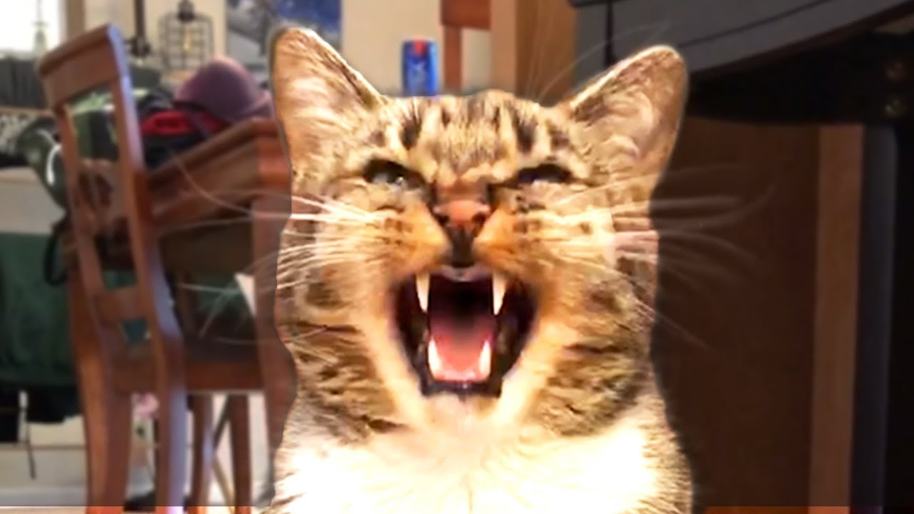 THE BEST FUNNY CAT VIDEOS OF THE WEEK 