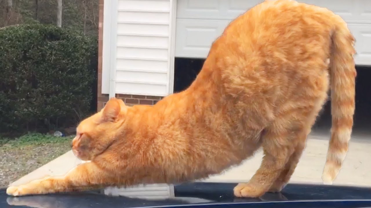 WHEN YOUR CAT DOES YOGA ON YOUR CAR