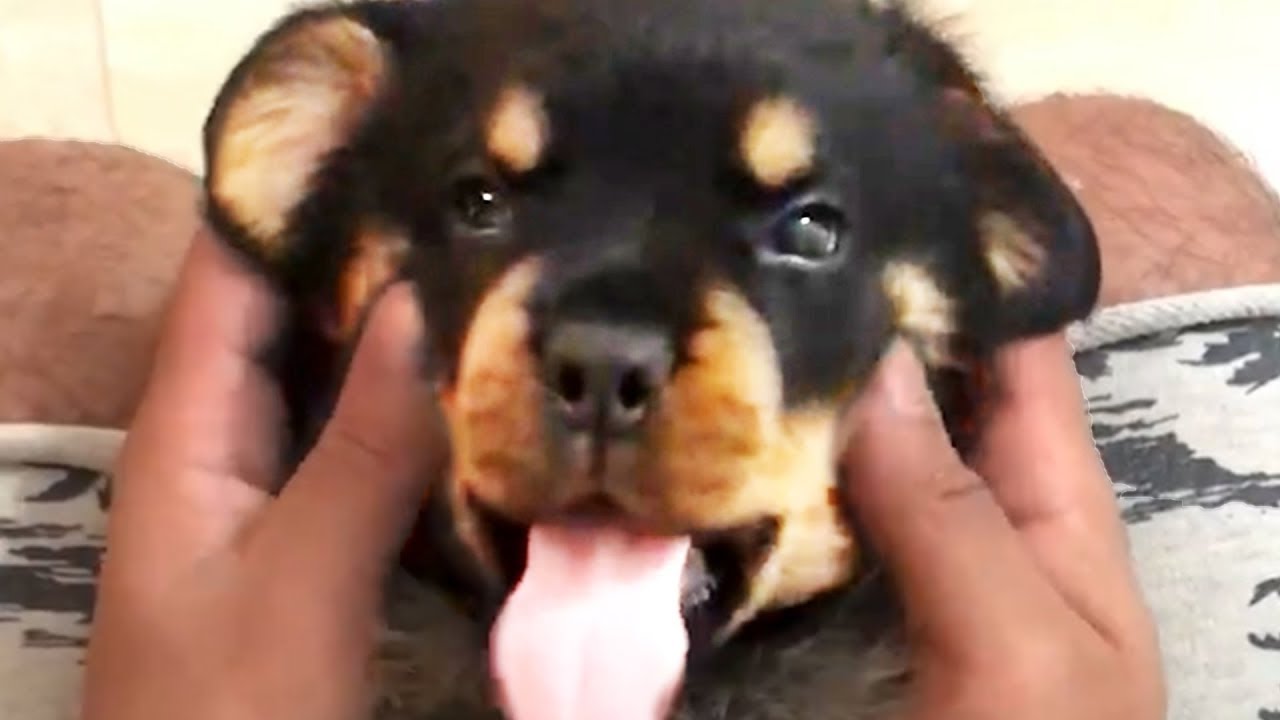 THE BEST CUTE AND FUNNY DOG VIDEOS OF 2019! 