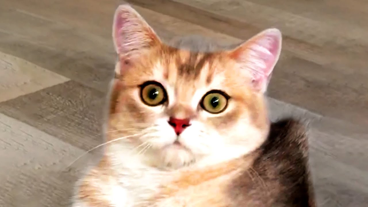 THE BEST CUTE AND FUNNY ANIMAL VIDEOS OF 2020!