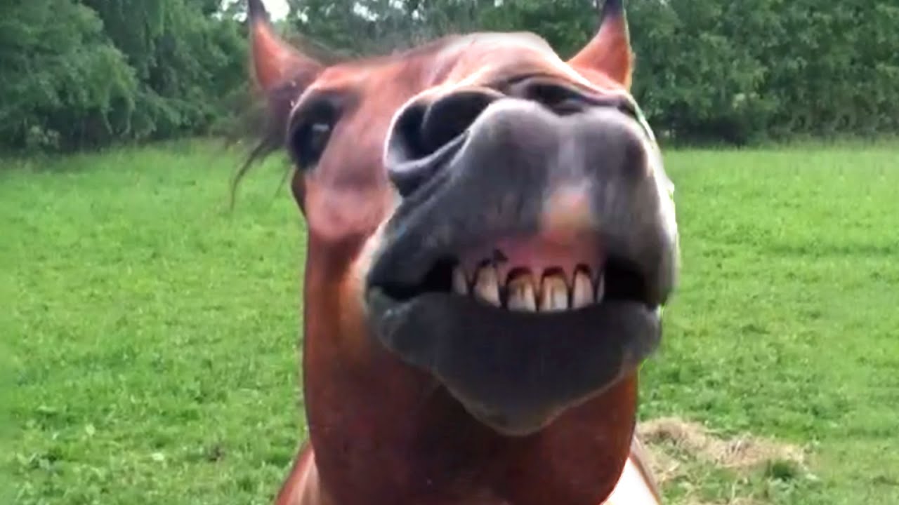 Hilarious Horses! Funny Horse Videos 