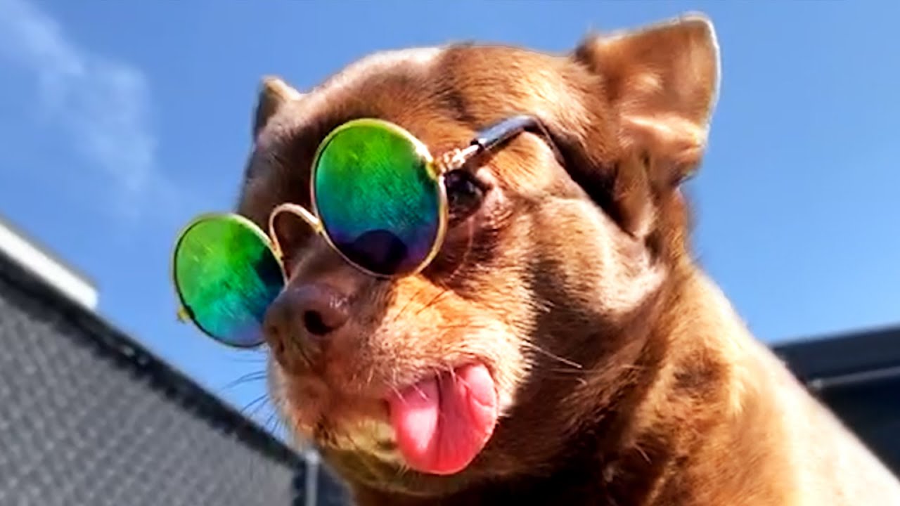 THE BEST CUTE AND FUNNY DOG VIDEOS OF 2020! 