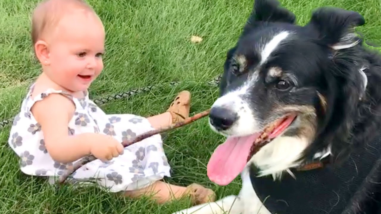 The Best Cute and Funny Dog Videos This Week! 