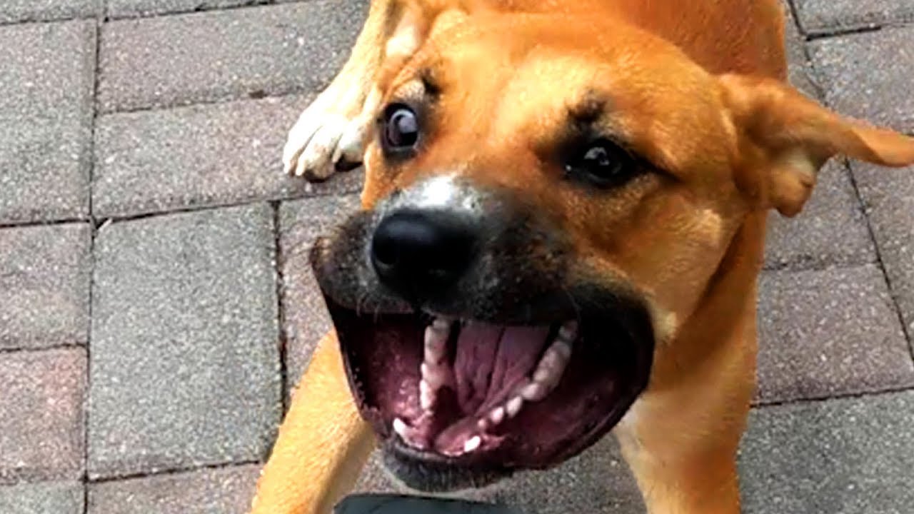 FUNNY ANIMAL VIDEOS OF THE WEEK!