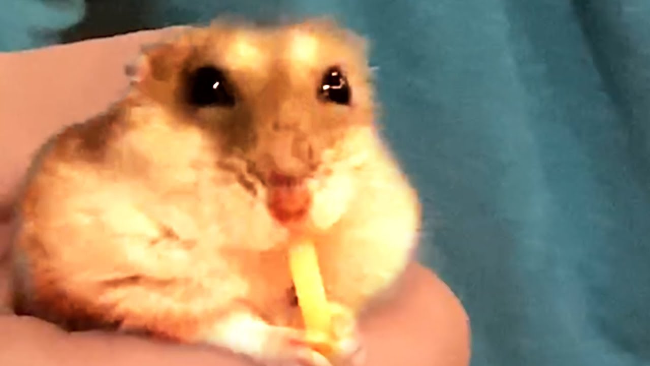 CUTE AND FUNNY ANIMAL VIDEOS OF THE WEEK! 