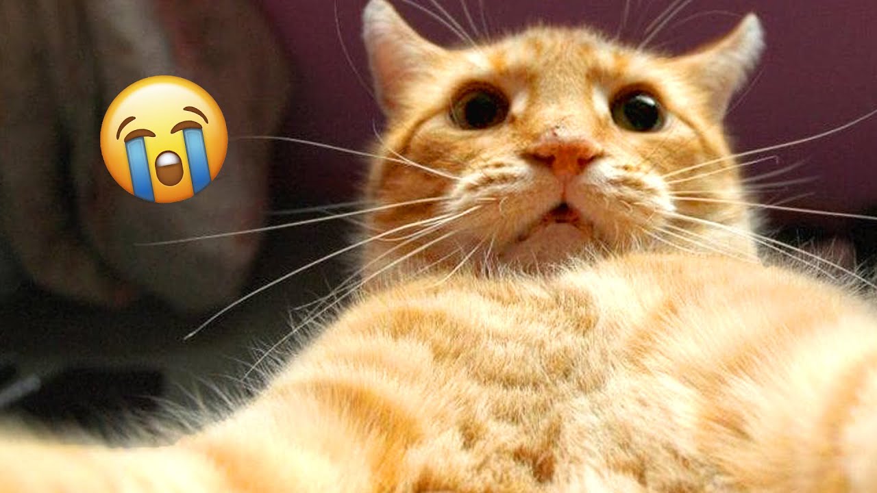 BEST Funny Cat Dubs of the Week