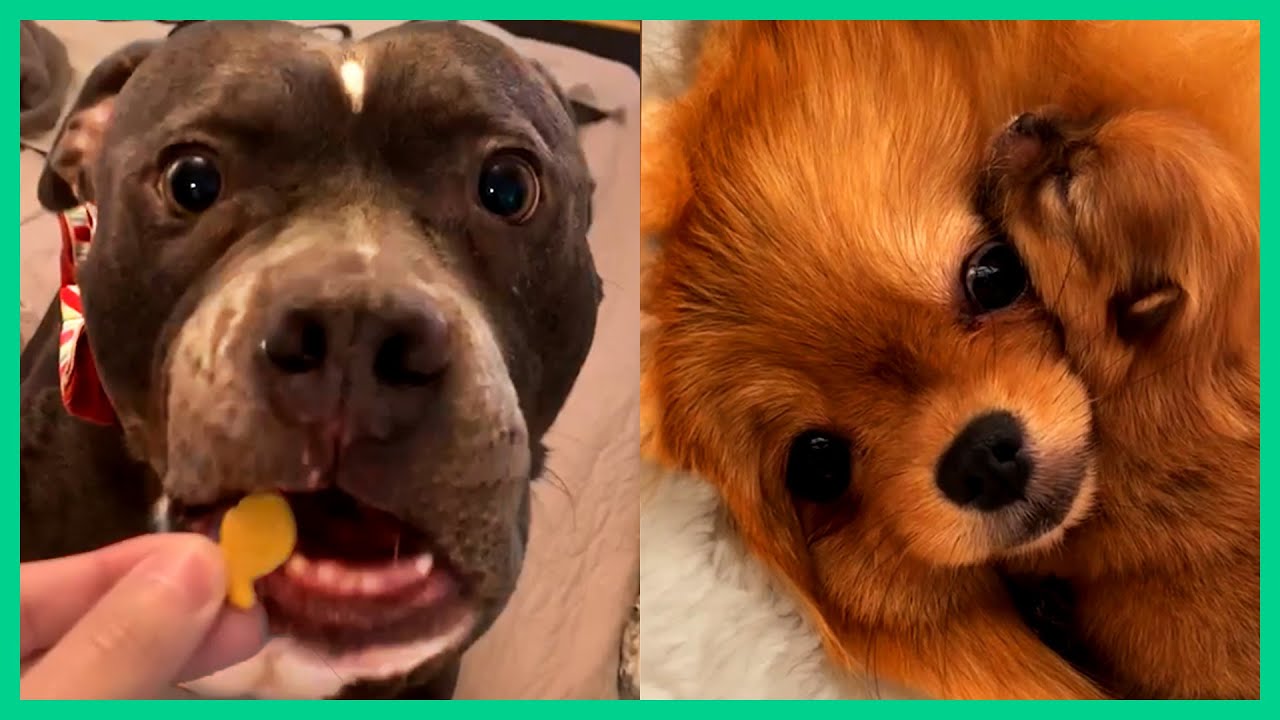 doggos that will make you laugh 100%