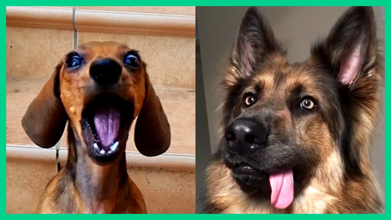 cute and funny dogs that will make you giggle 