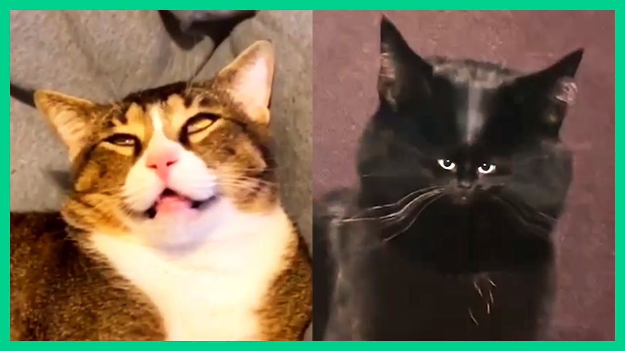 funny cat videos impossible not to smile at