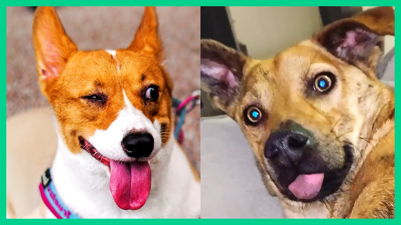 more dog videos that will 100% make you laugh