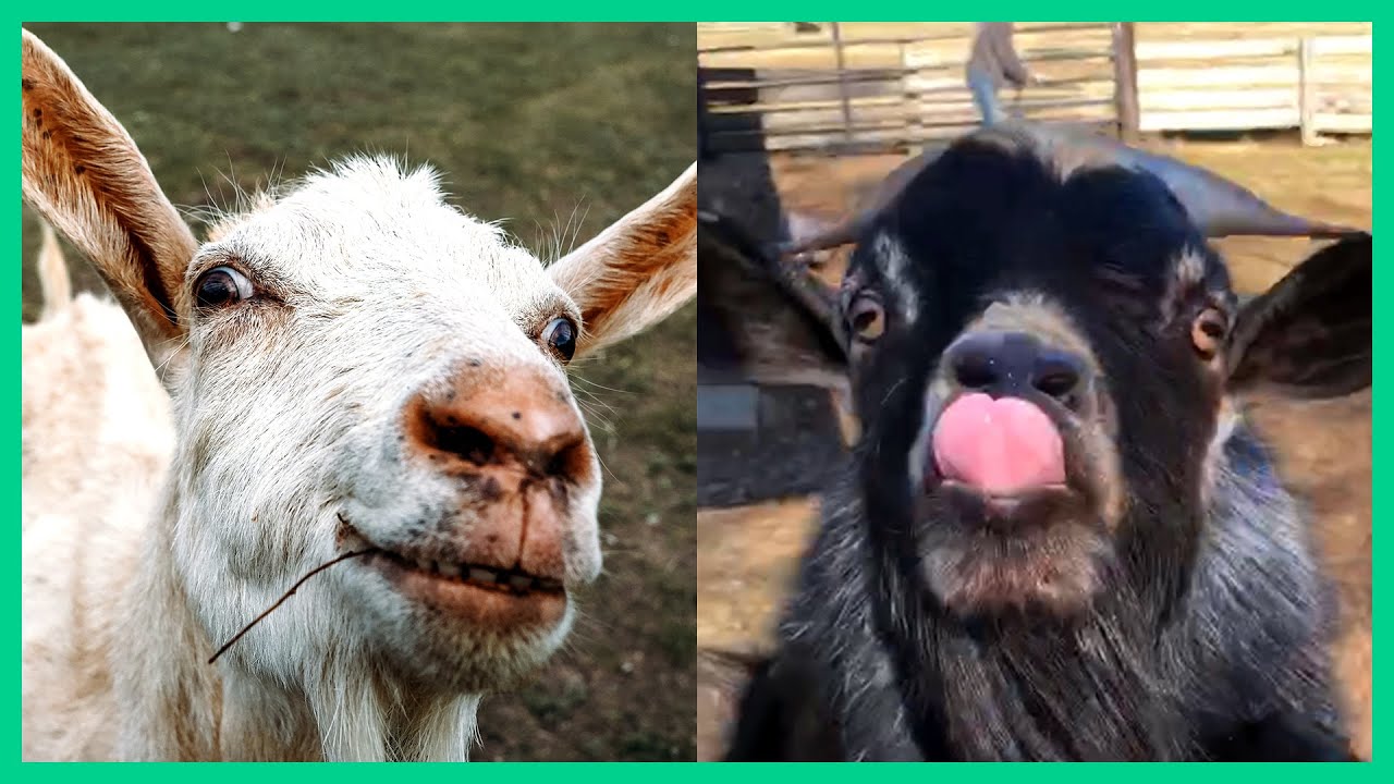 goofy goat videos to make you laugh 