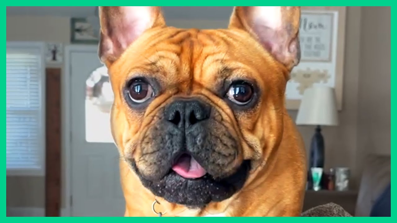 funny bulldog videos that will make you laugh