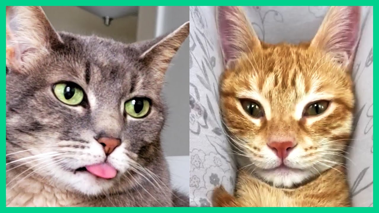 THE BEST CUTE AND FUNNY CAT VIDEOS OF 2021!!
