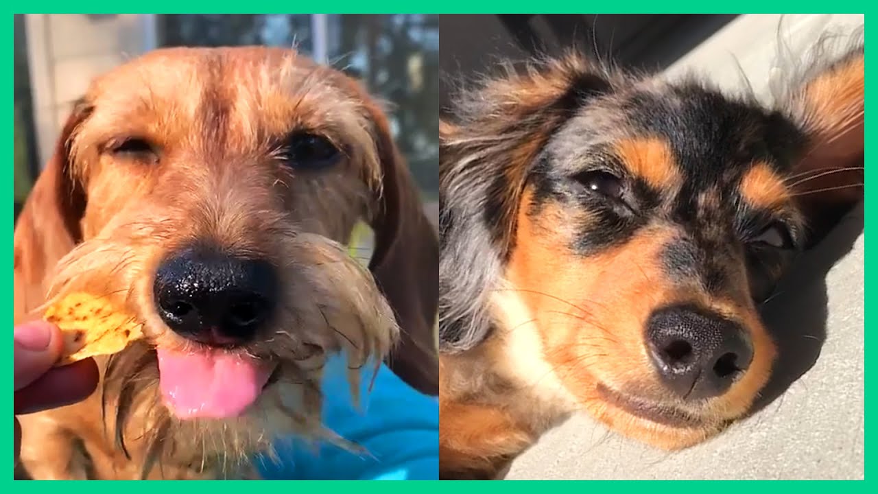 funny wiener dog videos that will make you laugh
