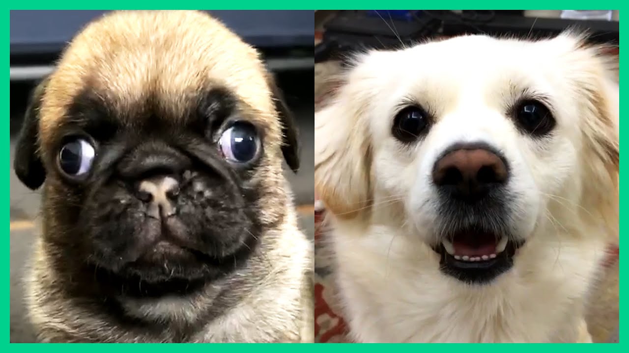 THE BEST CUTE AND FUNNY DOG VIDEOS OF 2021!!