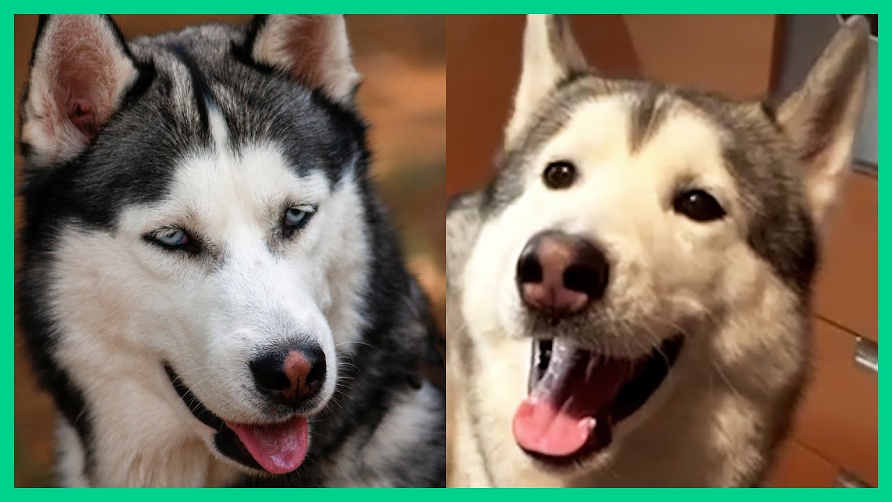 cute and funny huskies for when you're feeling down 