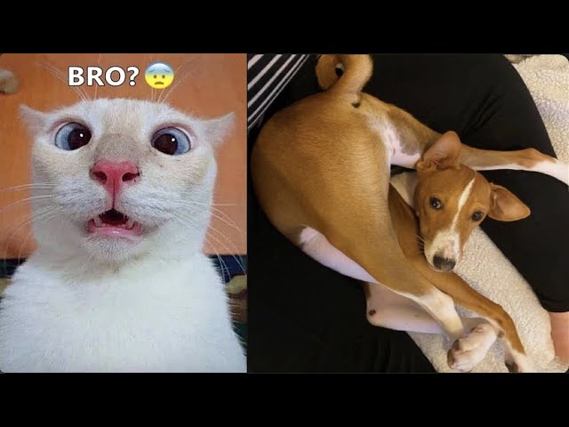 Best Funniest Dogs And Cats 