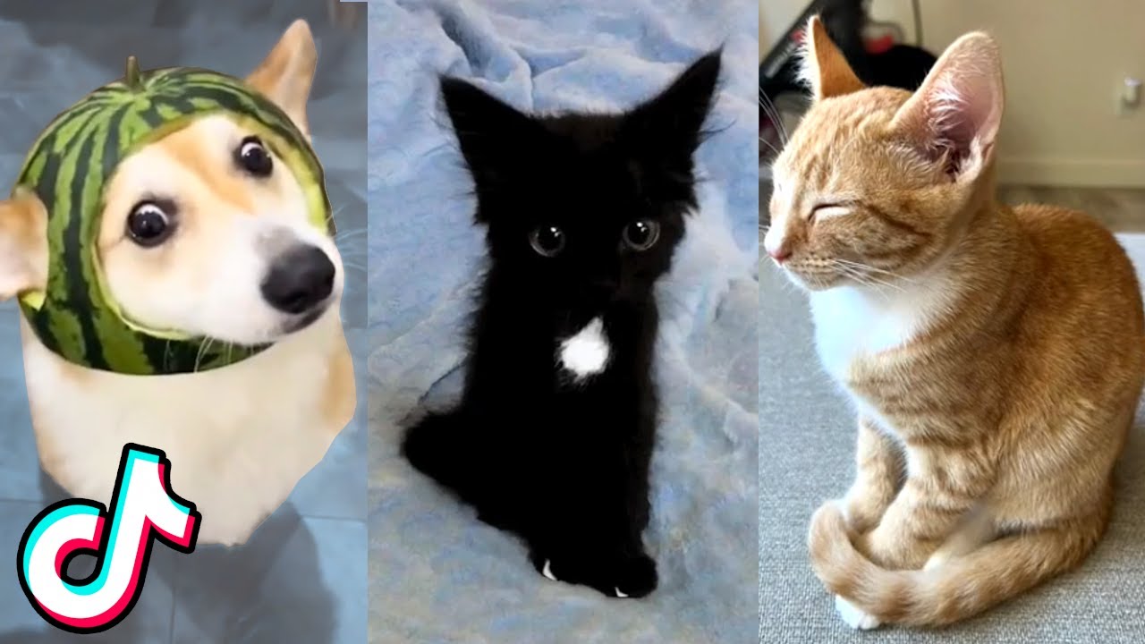 Hey, I Found Some Really Adorable Animal Videos for You ❤️️