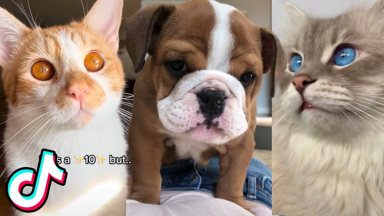 17 Minutes Of The Cutest Animals on TikTok