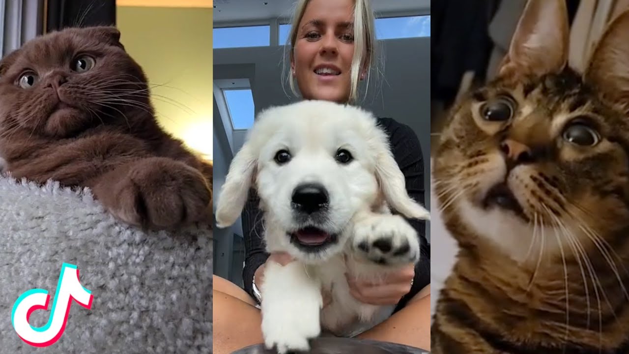 Cute Tik Tok Pets I found Just for You ❤️️