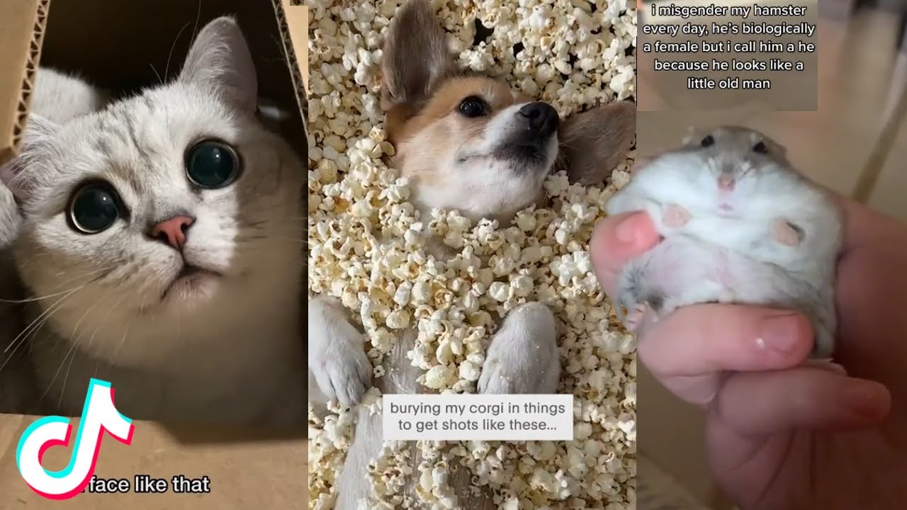 More of the Cutest Pets on Tiktok 