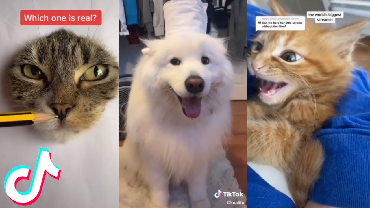 12 Minutes Straight of the Cutest Pets on Tik Tok 