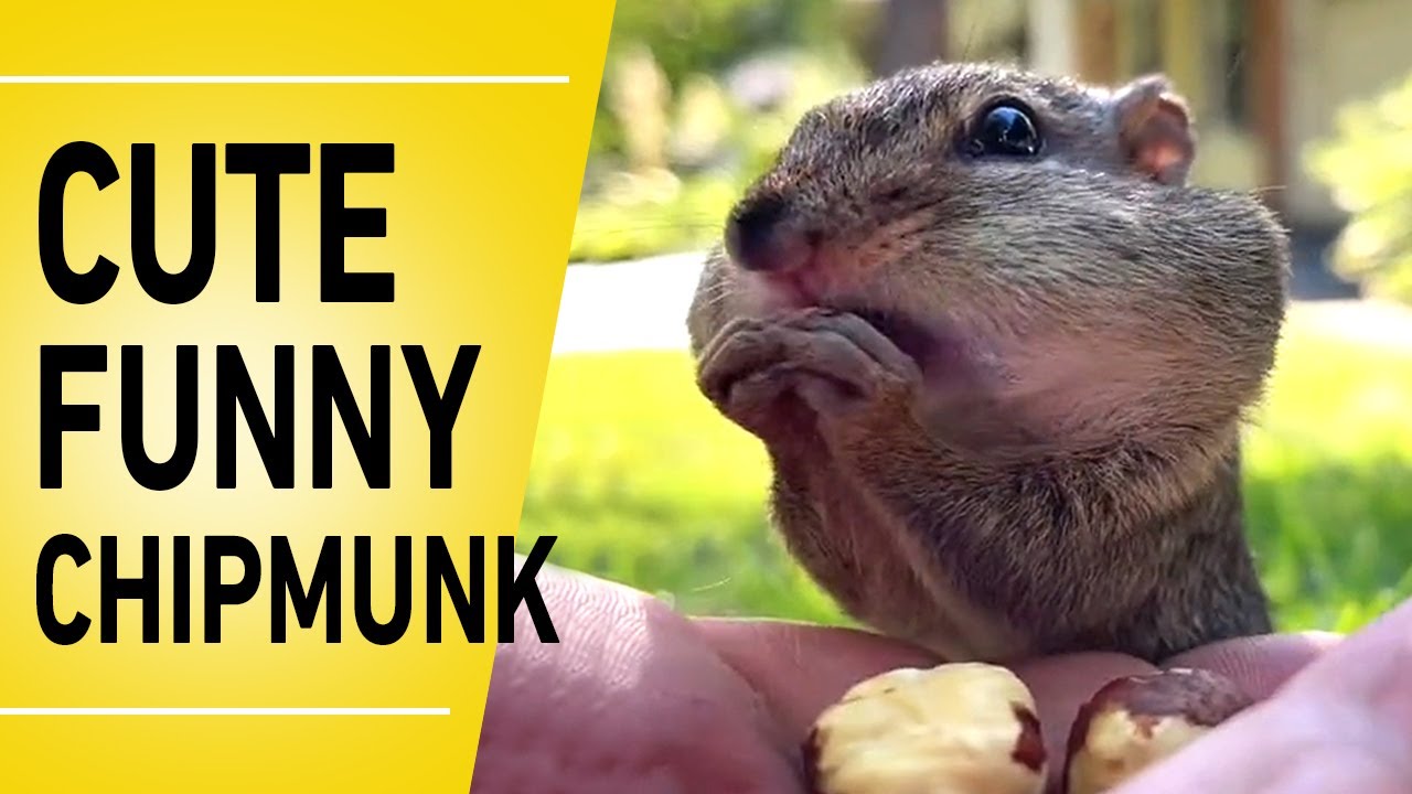 Cute Chipmunk Eating Nuts 