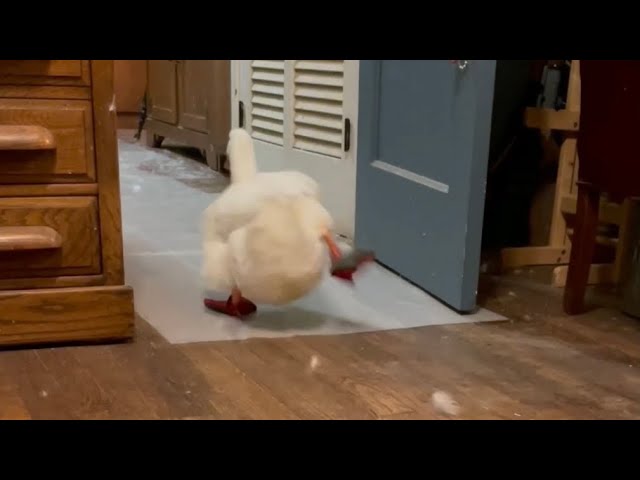 Duck Running (viral tiktok)