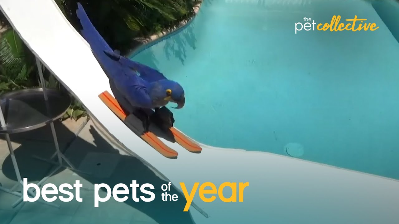 Top 20 Athletic Pets | Best Pets Of The Year 2020