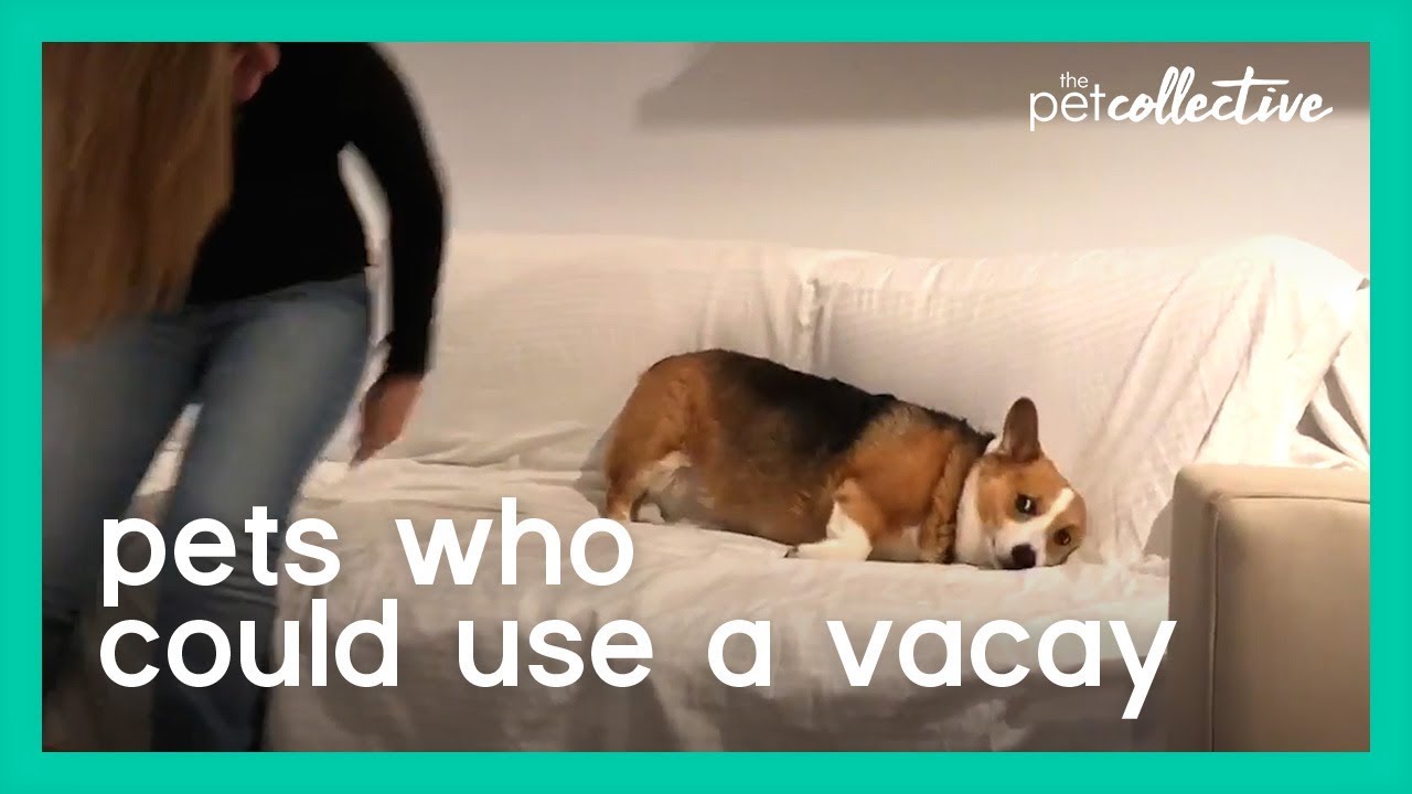 Pets Who Could Use a Vacay | The Pet Collective