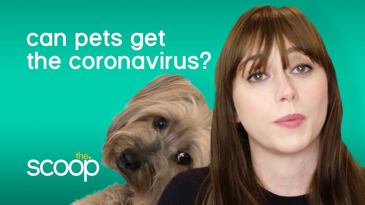Can Pets Get Coronavirus? | The Scoop