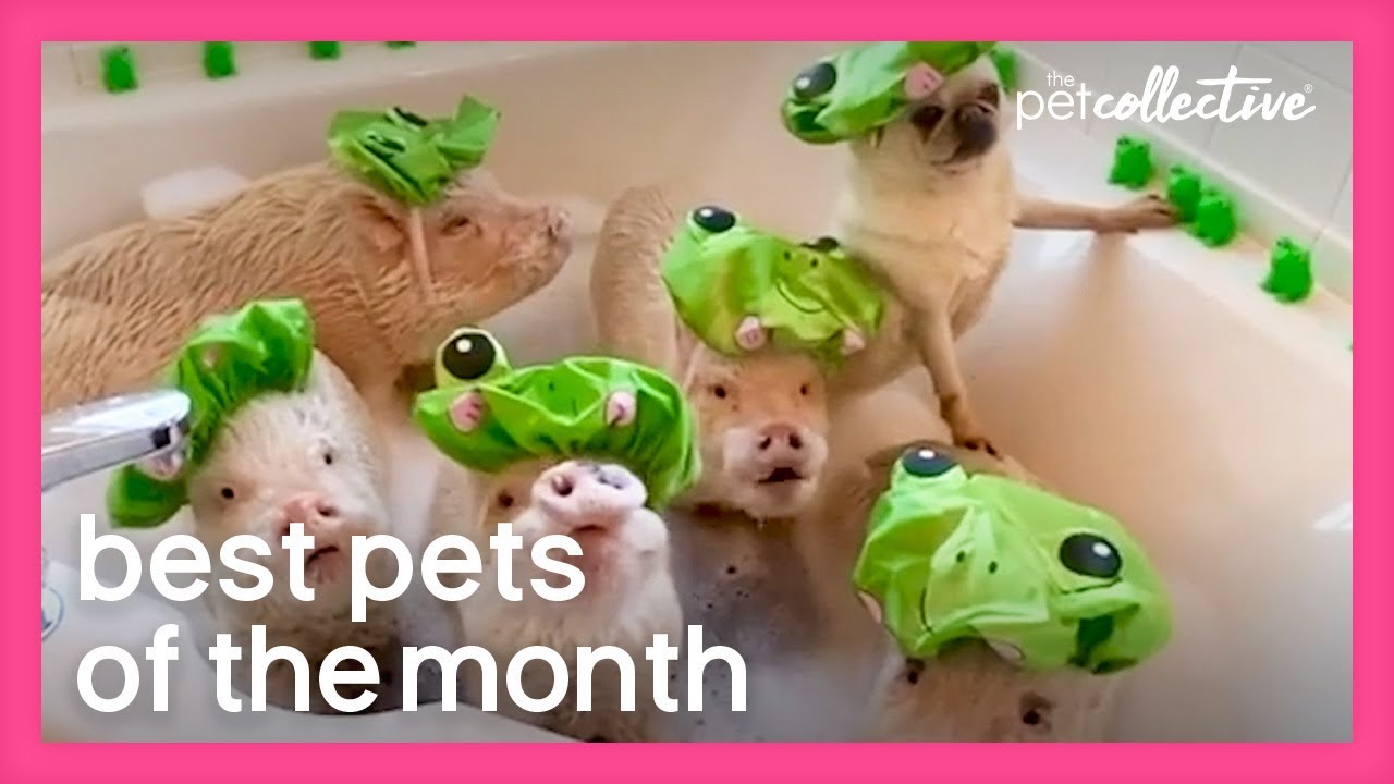 Best Pets of the Month (March 2020) | The Pet Collective