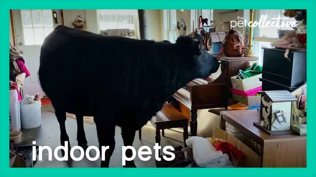 Indoor Pets | The Pet Collective