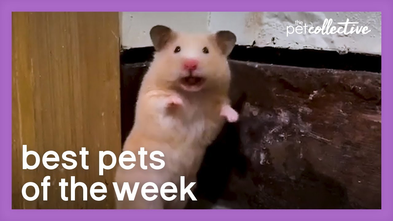 Social Distancing Hamster | Best Pets of the Week